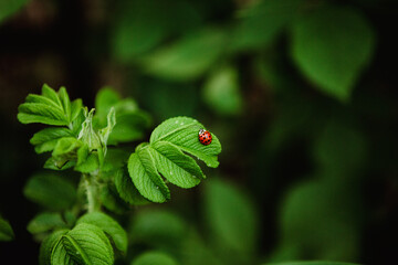 Ladybug on green leaf