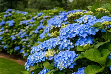 Fototapeten Classic blue hydrangea bushes blooming, as a nature background  © knelson20