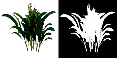 Front view of plant (Heliconia) tree png with alpha channel to cutout made with 3D render 