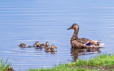 A mother mallard is taking care of her ducklings in summer