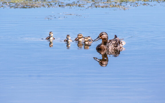 A mother mallard is taking care of her ducklings in summer © Yan