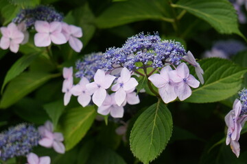 夏のヤマアジサイ
