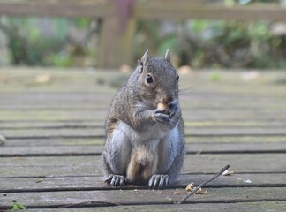 Naklejka na ściany i meble Male Eastern Gray Squirrel with ragged ears and short tail eating peanuts, has large testicles.