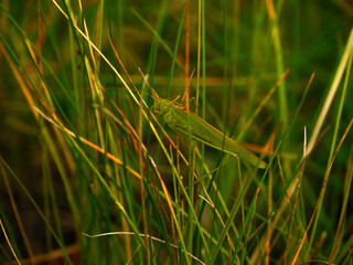 The green Grasshopper is hiding in the tall green grass.