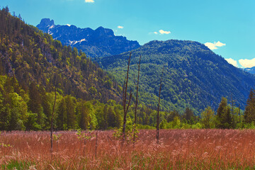 mountain landscape in the summer