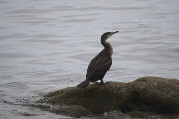 Cormoran vu de profil . © Richard