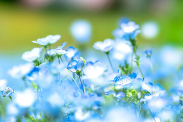 【初夏の花】群生するネモフィラ