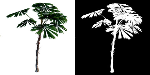 Front view of plant (Licuala Ramasyi Palm Tree) tree png with alpha channel to cutout made with 3D render 