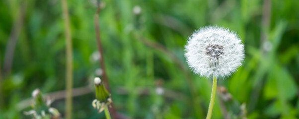 White fluffy dandelion on a green background