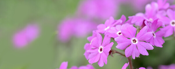 Blooming bright pink primula flowers