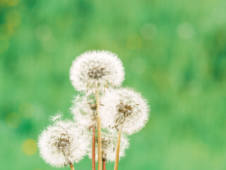 Bunch of white fluffy dandelions on a soft creamy green background