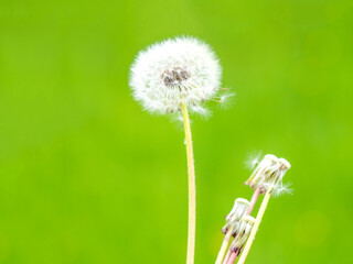 White fluffy dandelion on a green background