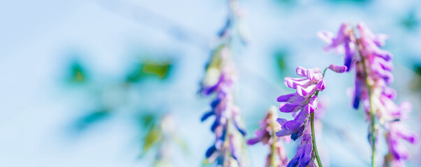 Beautiful spring background with cute violet flowers