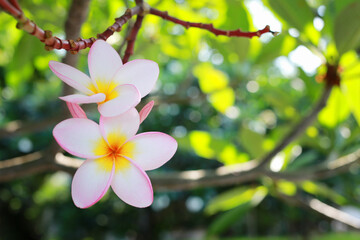 White plumeria flowers.