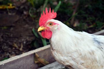 free range chickens