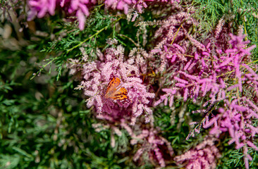 Obraz premium Не сирень