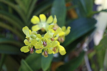Yellow Orchids are blooming in the flower garden.