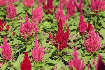 Cocks comb flower are blooming in the flower garden.