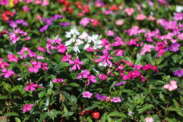Watercress flower flower are blooming in the flower garden.