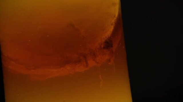 Close up of the scoby mushroom of a kombucha in the jar