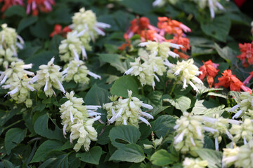 Salvia are blooming in the flower garden.