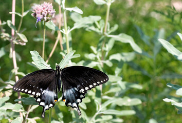 Obraz na płótnie Canvas black swallowtail butterfly on a flower in the butterfly pavilion in LA museum of Natural History