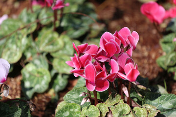 Cyclamen flower are blooming in the flower garden.