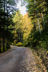 Fototapeta na wymiar Road in autumn forest. Autumn landscape. Fall background. Trees with colorful leaves.