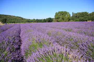 Obraz premium paysage de Provence