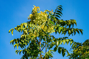 Семена деревьев