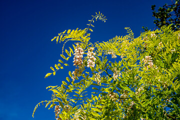 Акация цветущая