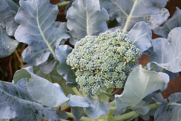 Fresh Block Kerry of Vegetable garden,Vegetables that provide high nutritional value.