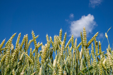 Ripening wheat in a farm field under a blue sky