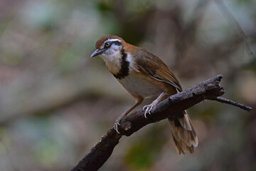 Lesser Necklaced Laughingthrush perching on branch in nature