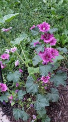 Purple Malva