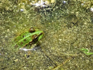 A Patient Pool Frog