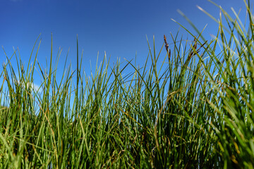Closeup photo of green grass on hill in Carpathian mountains