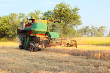 Fototapeta premium combine harvesting wheat