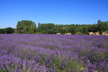 Naklejka premium un champ de lavande