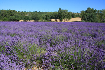 paysage de lavande
