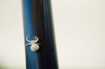 Veränderliche Krabbenspinne