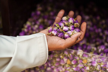 Muslim man's hand holding flowers used to create scents, perfumes and incenses in a shop in the historic souk of Nizwa