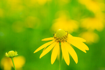 一輪の黄色い花　オオハンゴンソウ