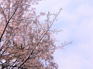 cherry blossom