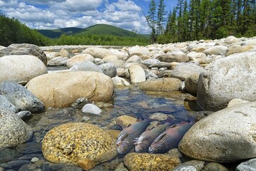 Fishing on the mountain river. Fresh catch of arctic grayling ( thymallus arcticus ). Bureya river....