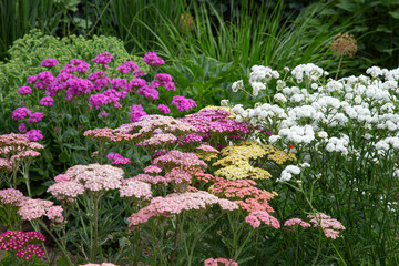 Close-up of pink, white and yellow yarrow blossoms © jokuephotography