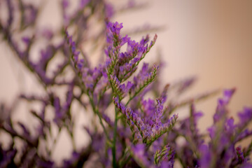 Close up of a bouquet of Limonium Maine Blue Foliage variety, studio shot, purple flowers