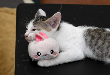 Close up Cute Kitten Lie Down with Rabbit Doll