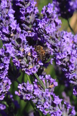 une abeille dans la lavande
