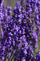 une abeille dans la lavande